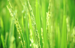Viện trưởng Viện Lúa ĐBSCL: Tương lai ngành lúa gạo rất khả quan!