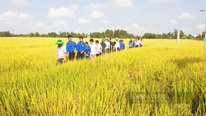 Giá phân bón tăng, nông dân miền Tây sẽ áp dụng quy trình trồng lúa tiên tiến để giảm chi phí