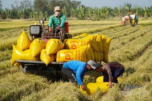 Thiếu điều kiện ràng buộc trong liên kết thu mua lúa gạo
