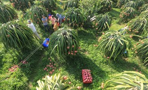 Giá thanh long Bình Thuận đang tăng, nhưng một lần nữa nông dân trồng loại trái cây này lại nói "nhưng"