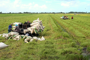 Kiên Giang: Phát triển vùng nguyên liệu lúa chất lượng cao lên tới 300.000ha